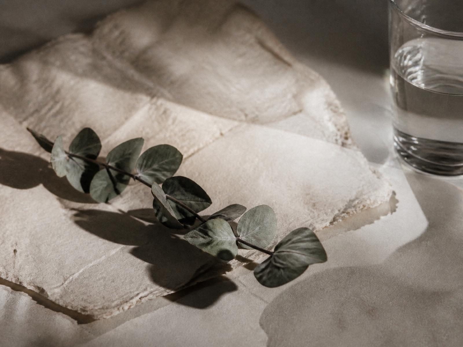A single eucalyptus stem resting on handmade paper in low morning light