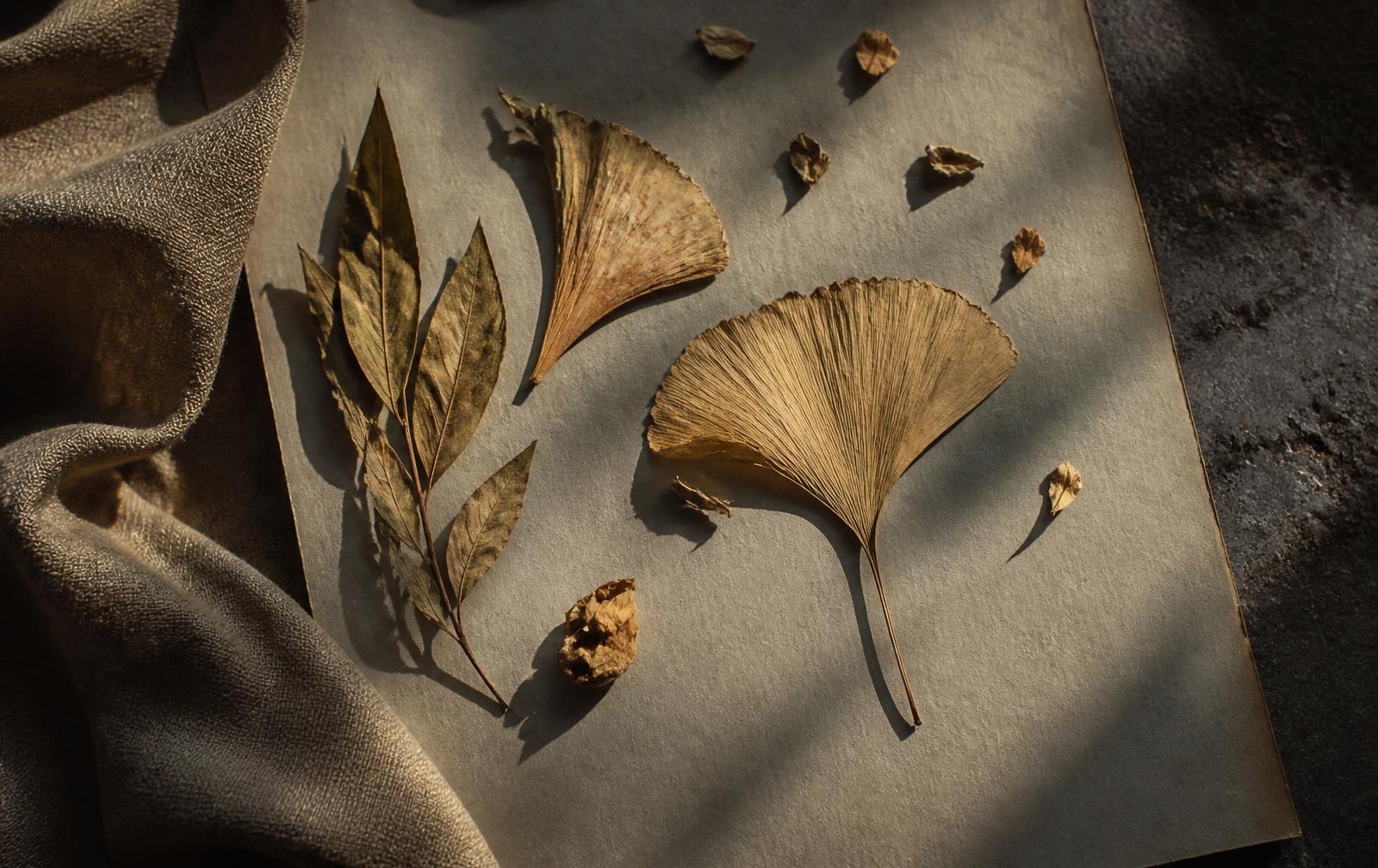 Dried ginkgo and laurel leaves on stone-grey paper in late autumn light